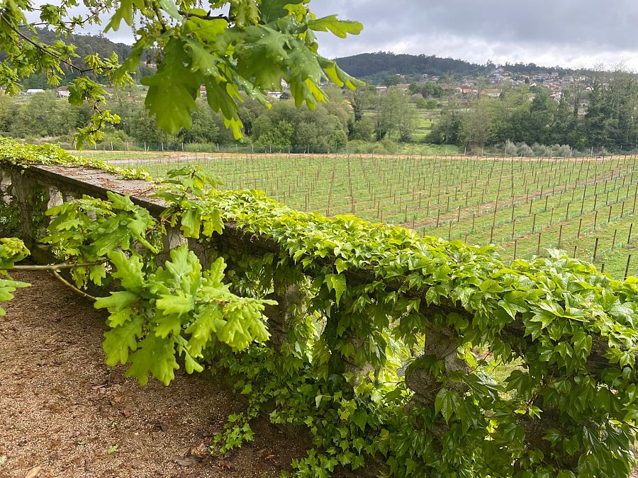 El jardín límita con los viñedos, cuidados con esmero en este enclave de Pontevedra