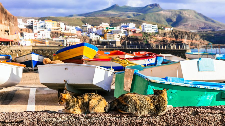 Los gatos son animales muy extendidos en las islas del archipiélago canario.