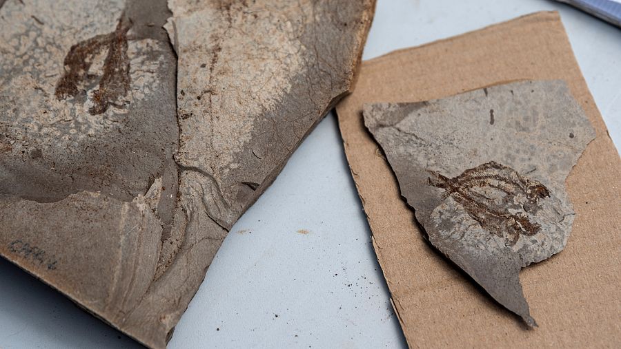 Fósiles de peces encontrado en Las Hoyas.