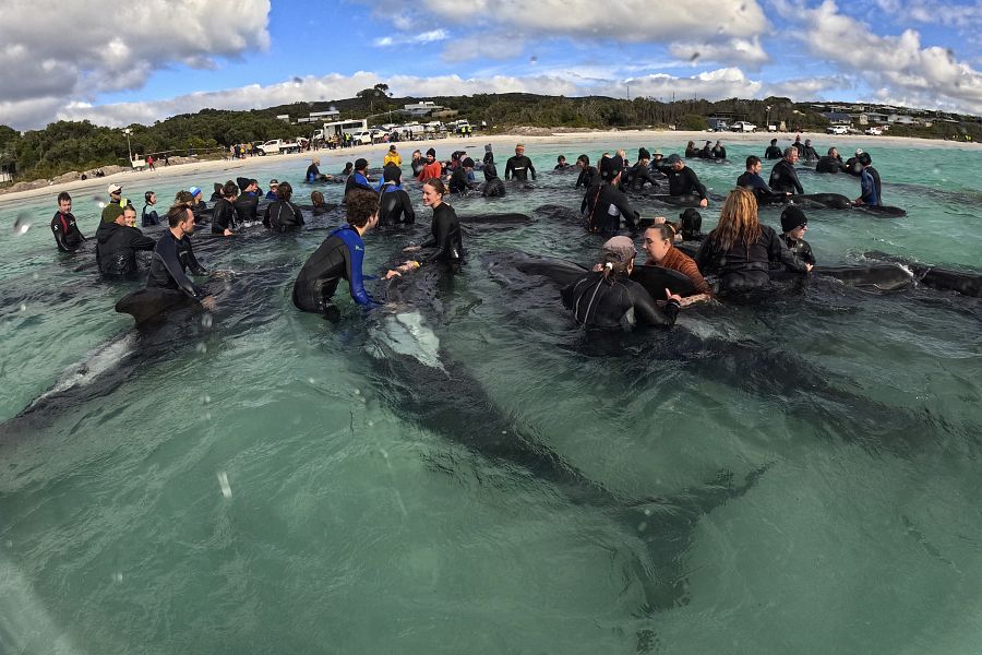Voluntarios y rescatadores intentan salvar a un grupo de ballenas piloto en Australia