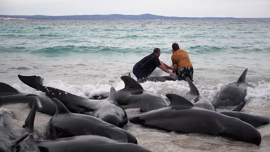 Voluntarios locales intentando rescatar a un grupo de ballenas piloto en la playa de Cheynes, Australia