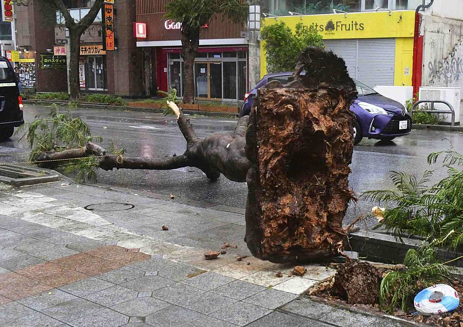 Vehículos pasan junto a un árbol caído en Naha, al sur de Okinawa, Japón, tras el paso de un tifón.