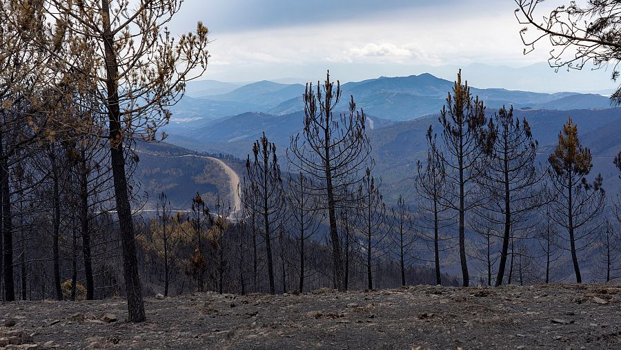 Efectos del incendio en Las Hurdes, que quemó más de 10.000 hectáreas