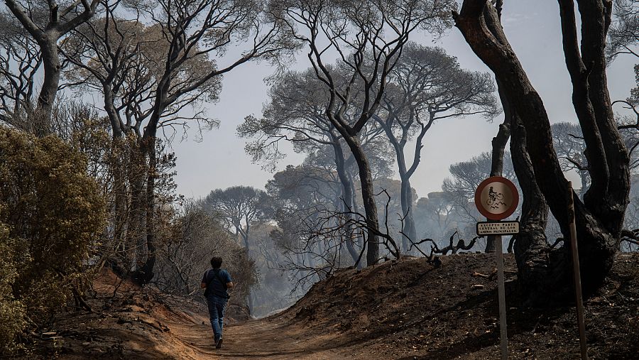 Una persona cruza un bosque arrasado por los incendios