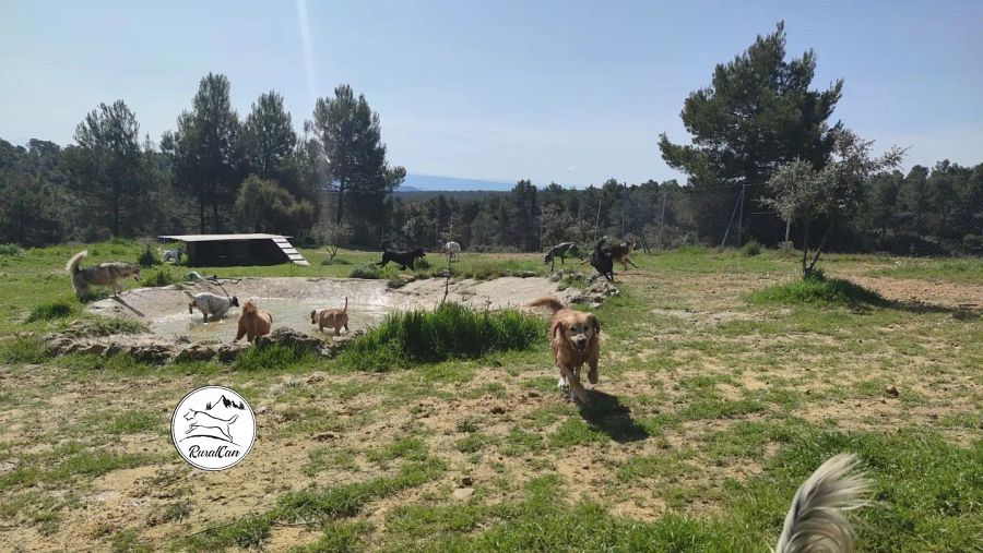 Varios perros jugando en uno de los parques de RuralCan