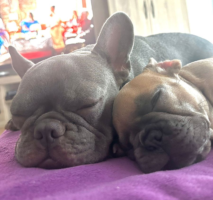 Los perros de Miriam Hernández, Willow y Sally, descansando