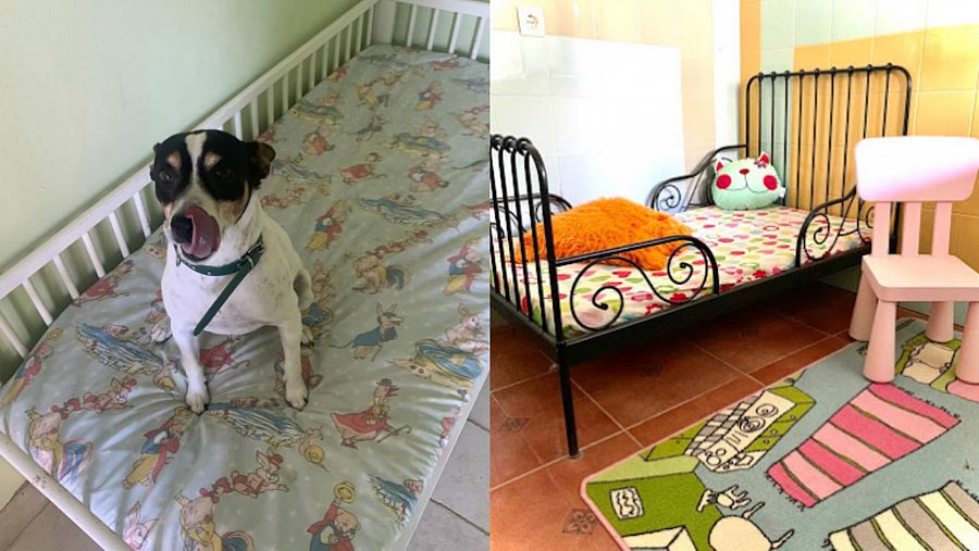 En la izquierda, un perro en una cama del hotel Petjilton Club. En la derecha, una habitación del mismo centro