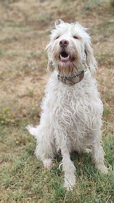 Lía, la perra de Vicente y María Dolores