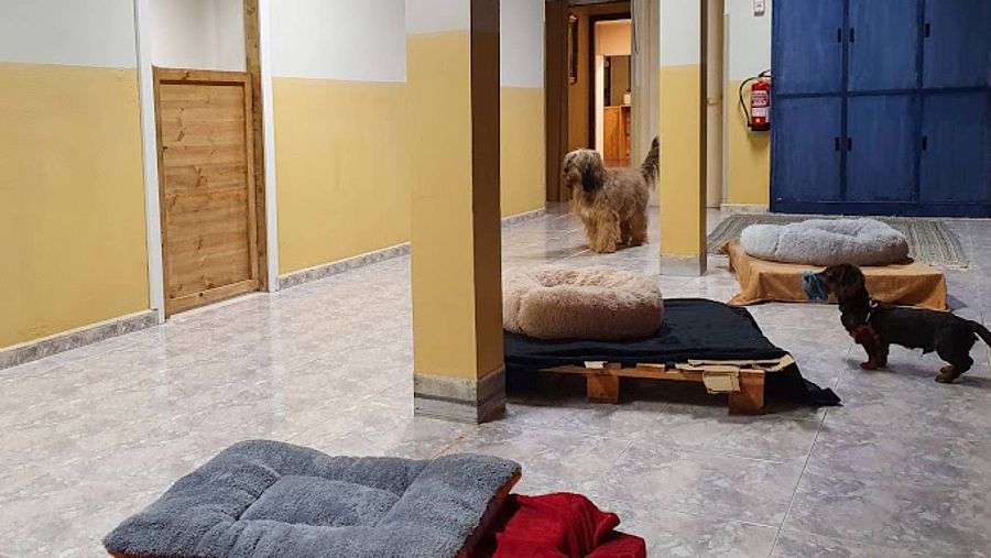 Imagen del interior de la guardería canina Feligos