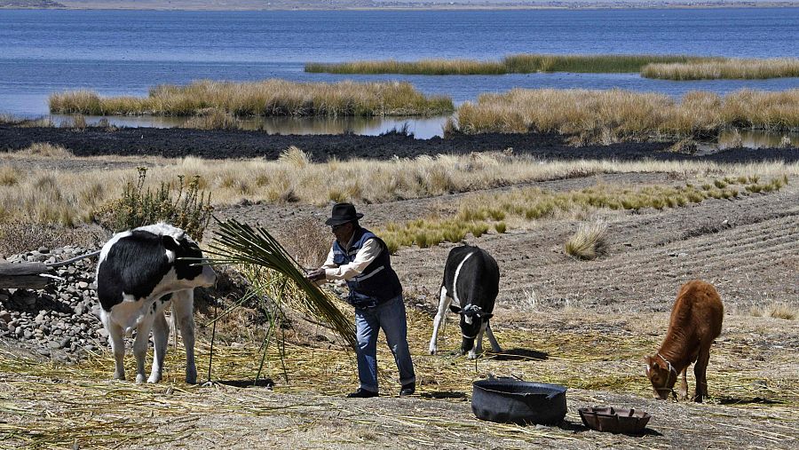Un vecino del Lago Titicaca busca alimento para su ganado