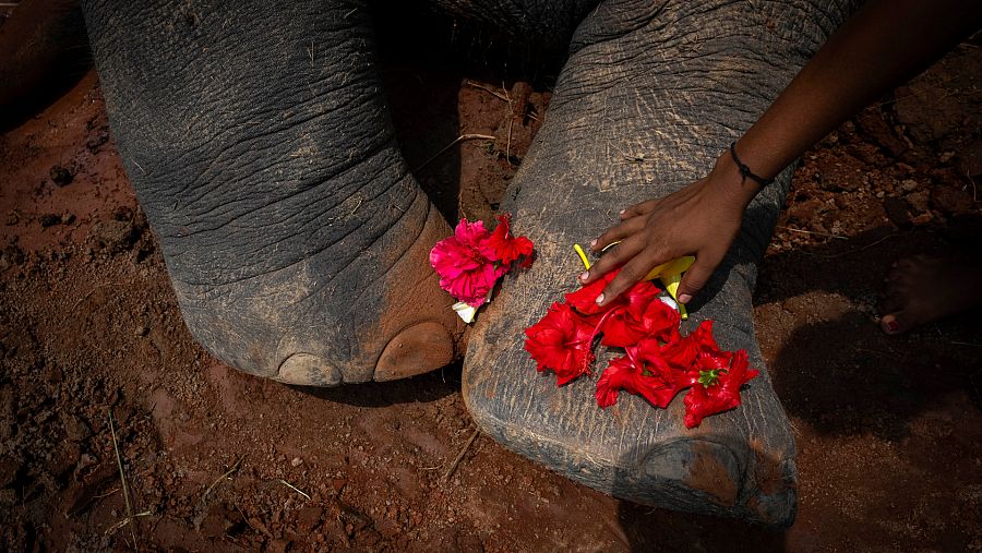 Una mujer coloca flores sobre un elefante atropellado por un tren en la región de Assam, La India