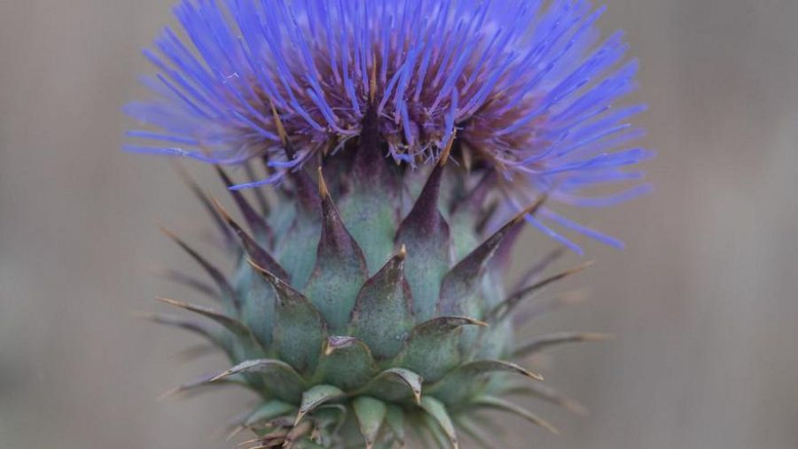 Cardo silvestre, el secreto del queso ibicenco