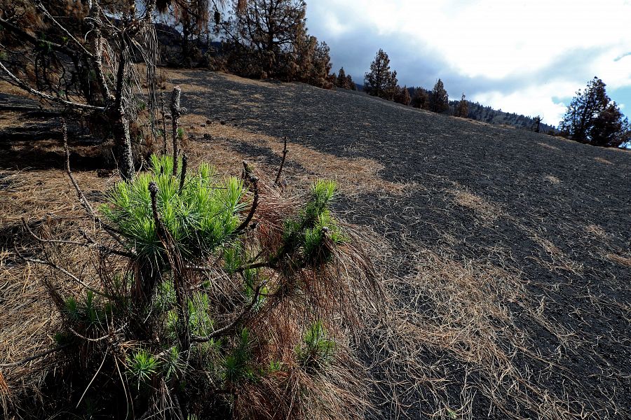 El pino canario rebrotando solo dos meses después del fin de la erupción de La Palma, en 2022