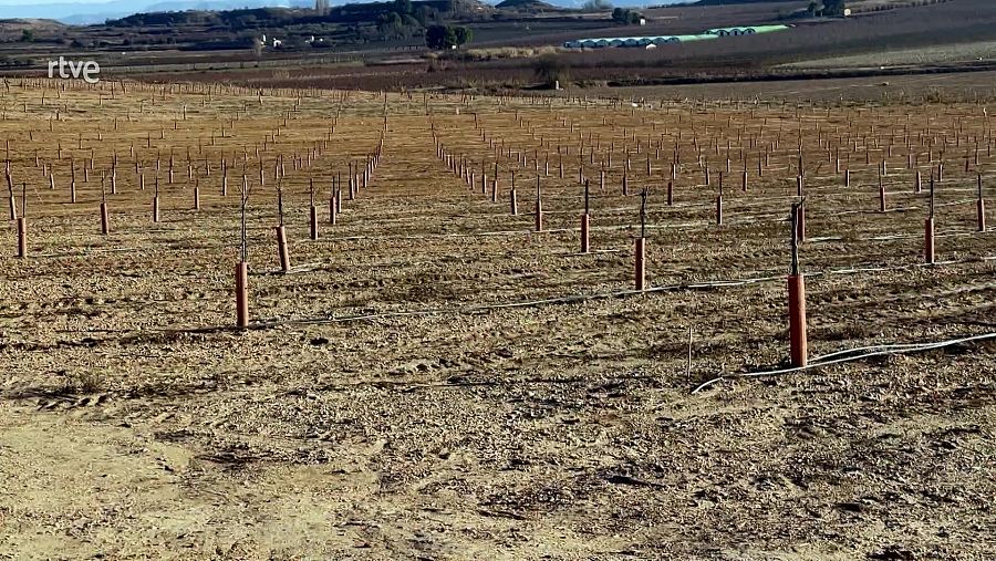 Camp de conreu regat per un sistema de decoteig