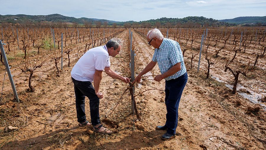 Agricultores inspeccionan los daños en los cultivos en Campo Arcís