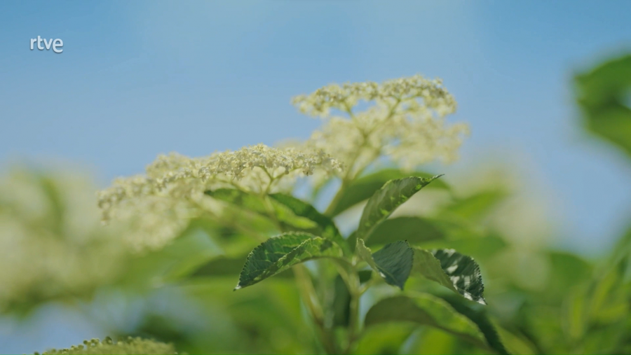 Herbes silvestres per cuinar que es cultiven a la zona de l'Anoia per tornar a incloure als plats tradicionals