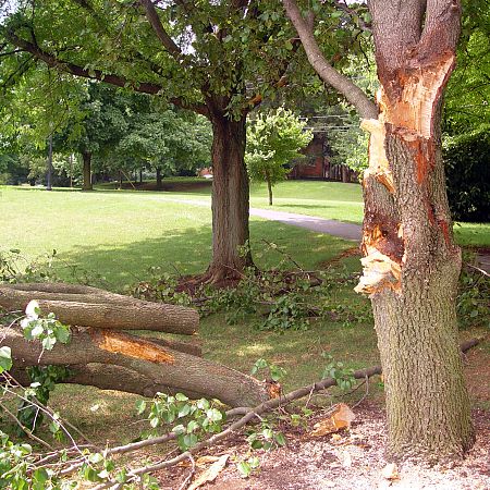 Daños de un rayo en un árbol