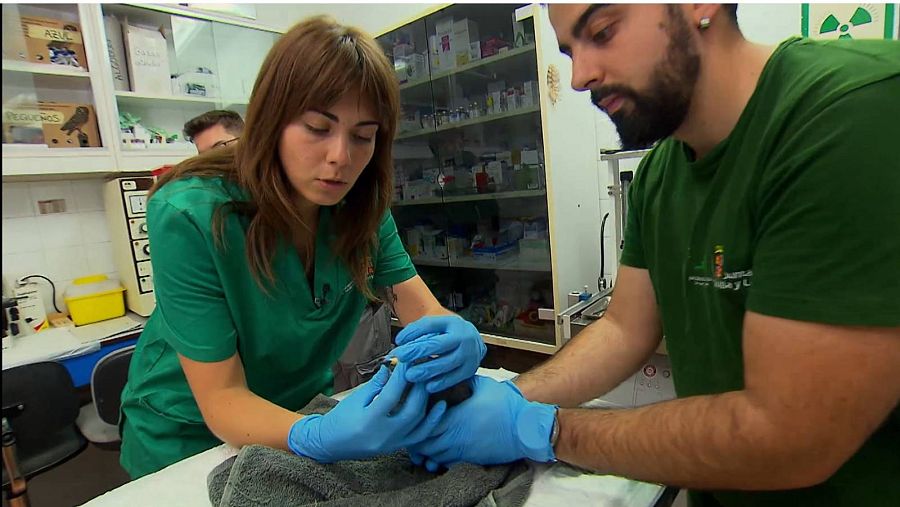 ONG curando aguilucho cenizo / Escarabajo Verde