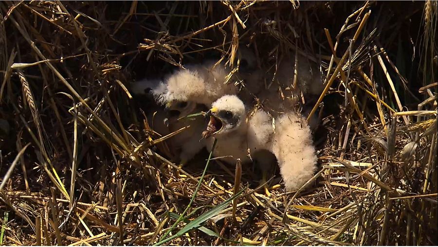 Pollos de aguilucho cenizo en campo de cereales