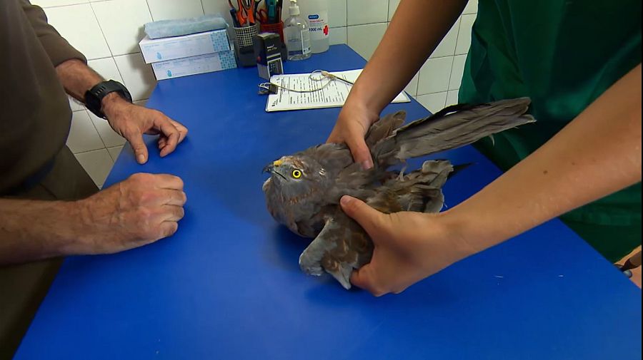 Aguilucho herido atendido en el servicio veterinario del CRAS de Castilla y León