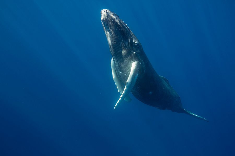 Los cantos de las ballenas jorobadas o yubartas son un campo de estudio de la zoo musicología