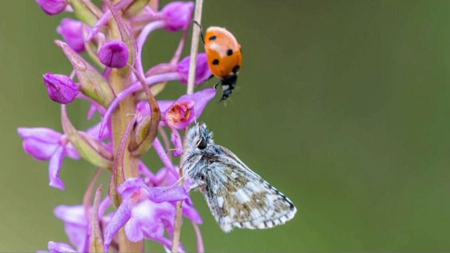 Fotografia de Francesc Muntada Sagrado