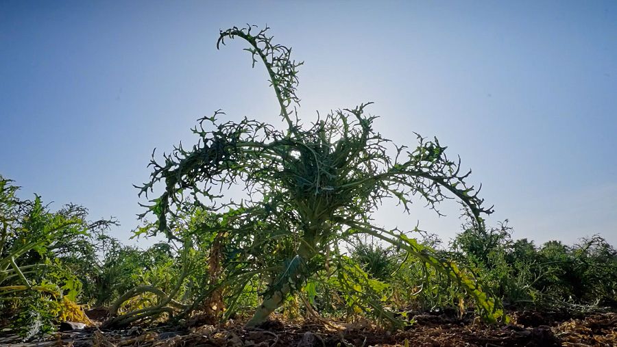 Una planta d'espigalls plantada a la terra a 'La Recepta Perduda'