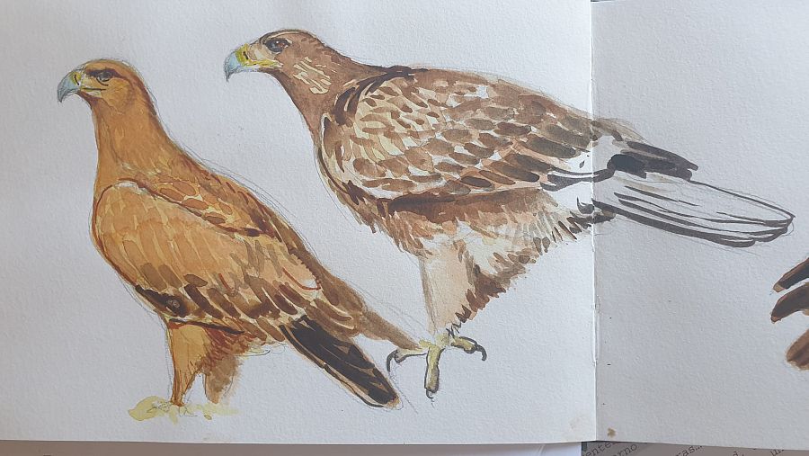 Dibujo hecho a mano de águila imperial