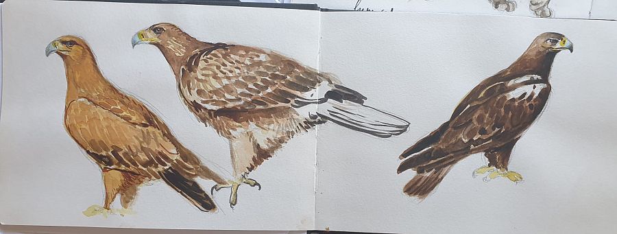 Dibujo hecho a mano de águila imperial