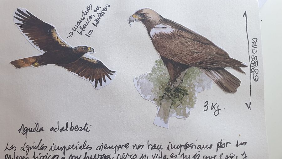 Dibujo hecho a mano de águila imperial