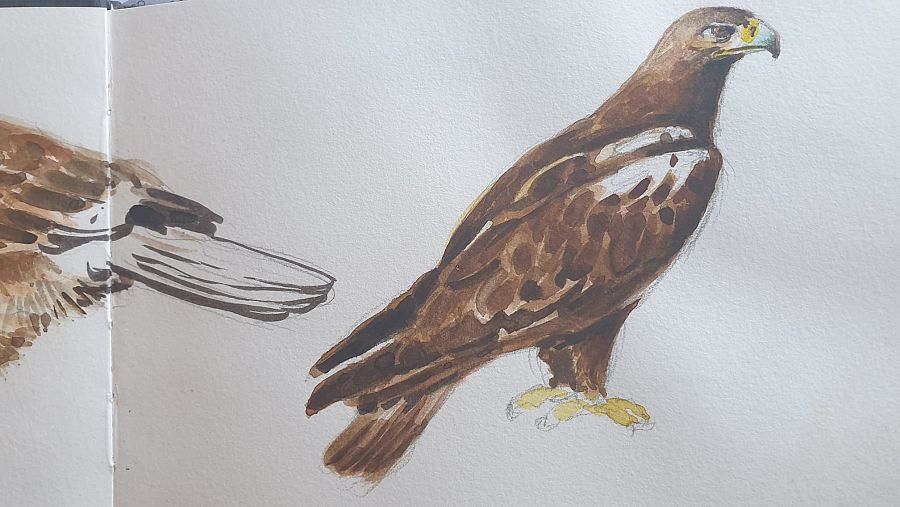 Dibujo hecho a mano de águila imperial