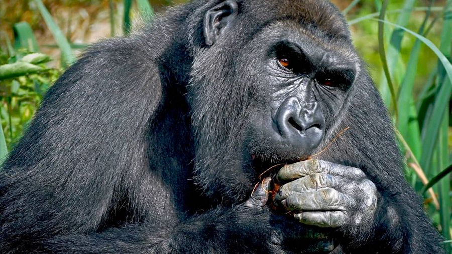Otros primates han logrado aprender a expresarse mediante lengua de signos