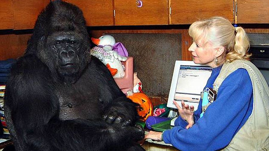 La gorila Koko comunicándose con Francine Patterson, la psicóloga que le enseñó el lenguaje de signos
