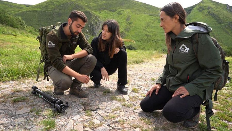 Un estudio ha revelado una pérdida de líneas genéticas en la población de lobos ibéricos