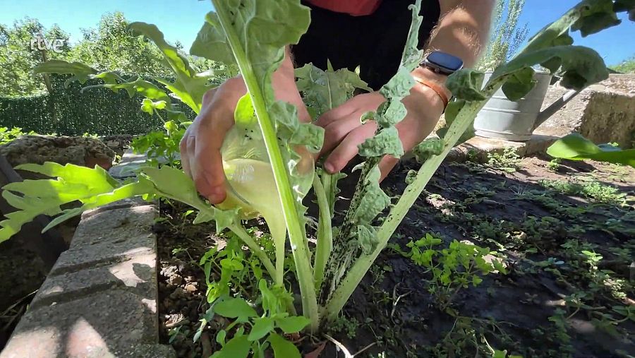 Reg de la planta amb la barreja d'oli de neem i sabó potàssic