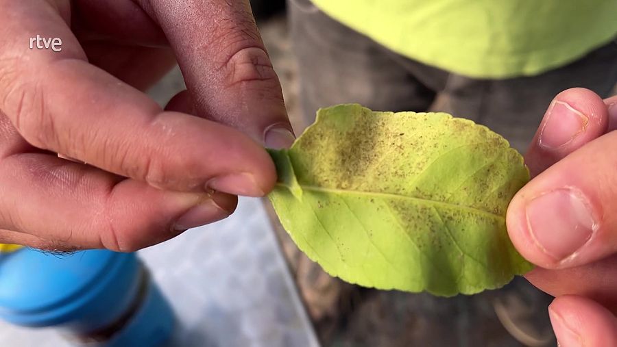 Una fulla de llimoner atacada per l'aranya