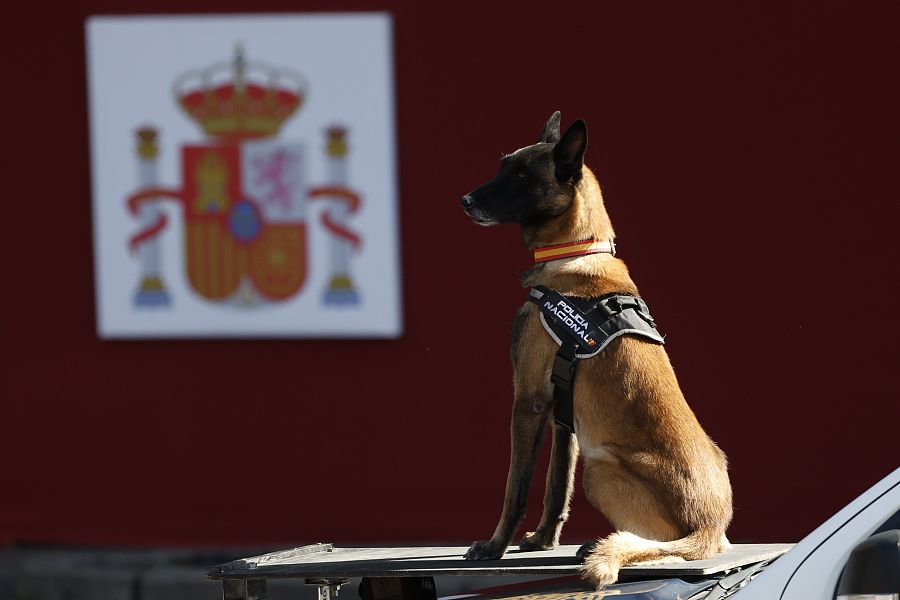 Un perro de la Policía Nacional, sobre un vehículo de este cuerpo este jueves en el desfile del Día de la Fiesta Nacional