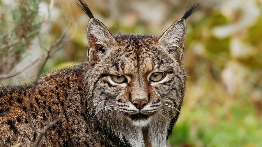 Lince ibérico