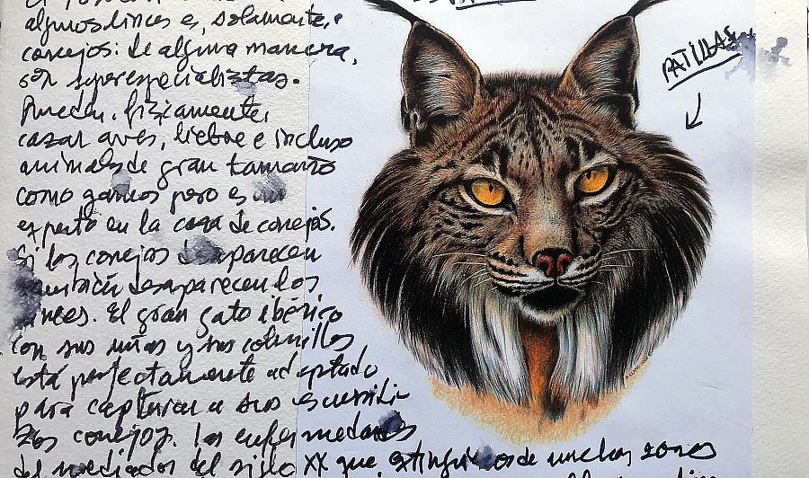 Dibujo de un lince
