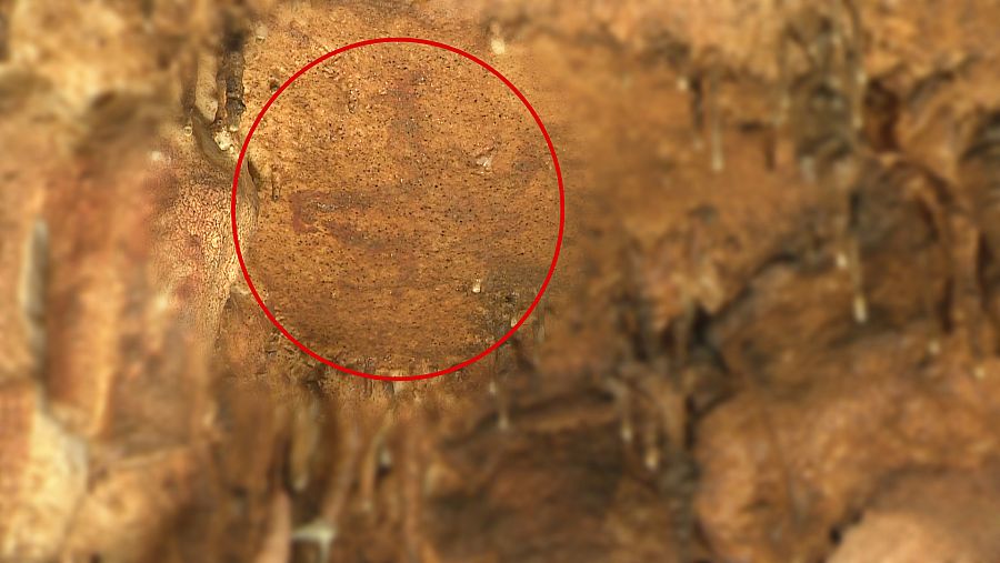 Detalle de un uro pintado en el techo de la cueva