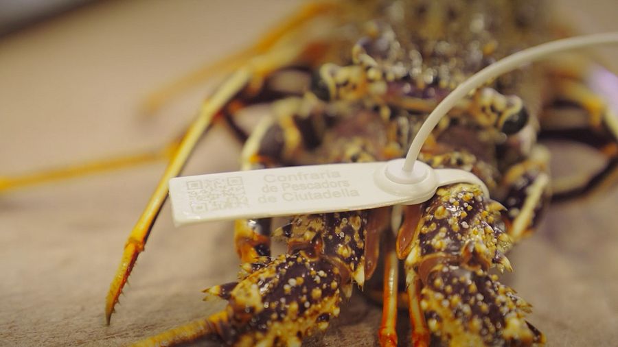 Llagosta amb etiqueta d'origen de Menorca, a 'La Recepta Perduda'
