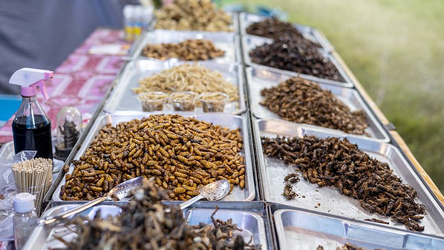 Insectos comestibles expuestos en bandejas en un puesto