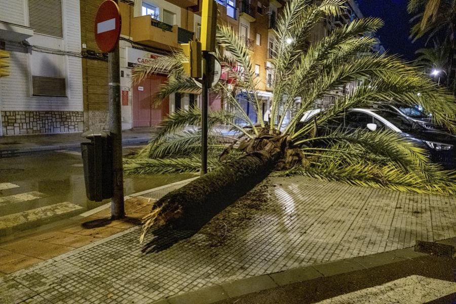 Daños provocados por la borrasca Bernard, que ha arrancado árboles de cuajo a su paso por localidades como Huelva.