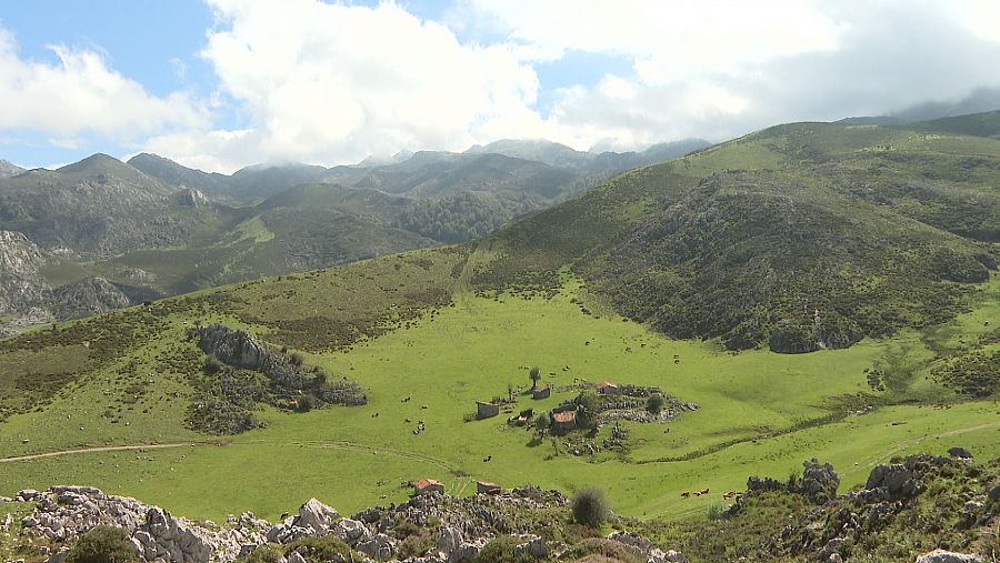Hace 3 décadas este valle de Picos de Europa tenía 5.000 ovejas y ahora no llegan a las 500