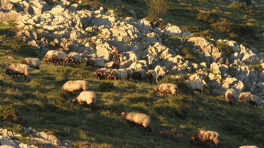 Elena Galán guarda unas 500 ovejas vascobearnesas y lachas cara negra y cara rubia