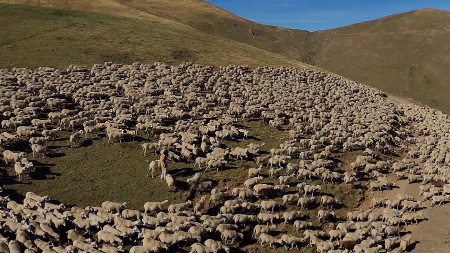 Las 4.600 ovejas de 11 rebaños aprovechan en verano el pasto comunal en lo alto de la montaña de Llessui