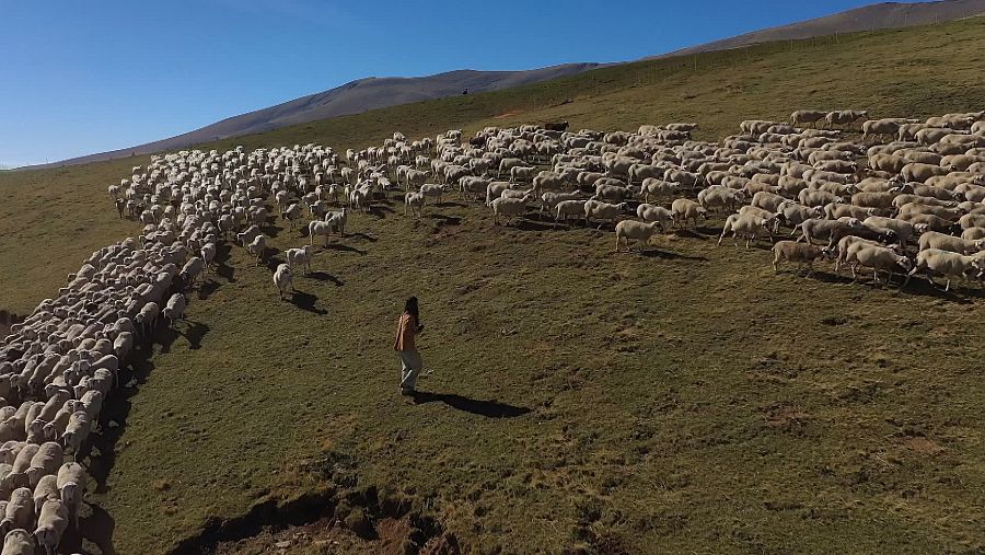 Vanesa Freixa en la Montaña de Llessui, en el Pirineo de Lleida, con las 4.600 ovejas de 11 pastores de la zona