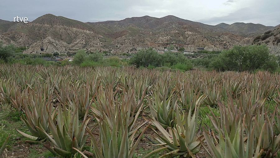 Vista del desierto de Tabernas, Almería.