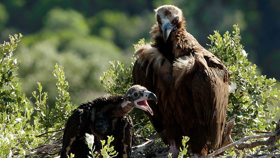 Buitre negro en el nido