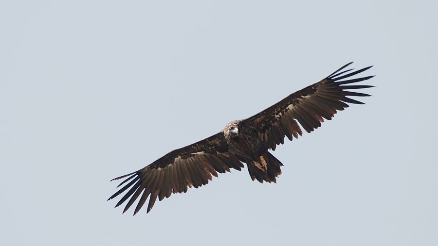 Buitre negro volando